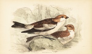 Sneeuwgors, Plectrophenax nivalis door Unbekannter Künstler