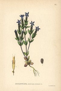 Sneeuwgentiaan, Gentiana nivalis door Unbekannter Künstler