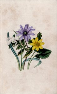 Sneeuwpiercing, blauwe anemoon en kleine speenkruid. Lithografie door Louisa Anne Twamley (1812-1895) in 