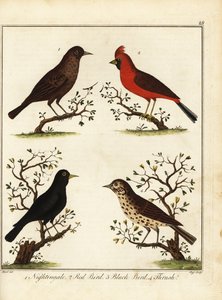 Zangvogels: nachtegaal, rode vogel, zwarte vogel en lijster. 1792 (gravure) door Unbekannter Künstler