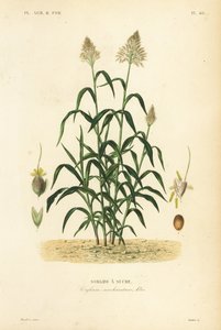 Sorghumgras, grote gierst, durra, jowari of milo, Sorghum bicolor, Sorghum saccharatum, Sorgho a sucre door Unbekannt