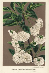 Zure kersenboom, Prunus cerasus (caproniana ranunculiflora). Handgekleurde lithografie uit Louis van Houtte en Charles Lemaire