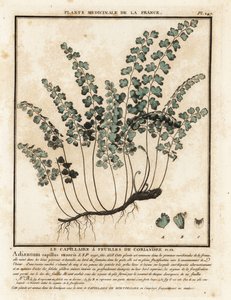 Venushaar, Adiantum capillus-veneris