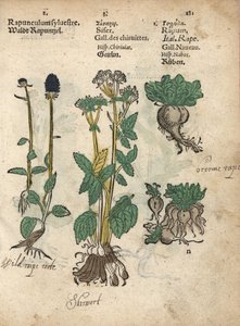 Spitse rapunzel, Phyteuma spicatum, suikerwortel, Sium sisarum, en raap, Brassica rapa door Unbekannter Künstler