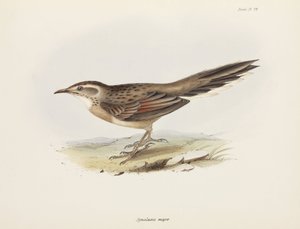 Stekelstaart, Zuid-Amerika, ca. 1832-1836
