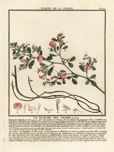 Stekelige rolklaver, La bugrane des champs, Ononis spinosa