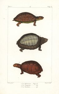 Gevlekte pootschildpad, Rhinoclemmys punctularia 1, Indiase flapshell schildpad, Lyssemys punctata 2, en Noord-Afrikaanse helm schildpad, Pelomedusa subrufa olivacea. Handgekleurde kopergravure door David naar een illustratie door Jean-Gabriel Pretre uit B door Unbekannter Künstler