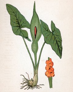 Gevlekte Aronskelk (Arum maculatum of Chandelle, Veal