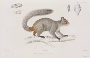 Eekhoorn