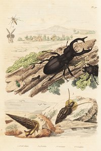 Vliegend hert, Lucanus cervus, Cerithium sulcatum en Rhinoclavis aspera weekdieren, Cerocoma elateroides en Keroplatus tipuloides wesp