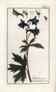 Staphisegar of kruid met luizen, jichtgras of wilde druif (Delphinium staphisagria). Lithografie uit “Afbeelding der Artseny-Gewassen” door Johannes Zorn (1739-1799), Nederland