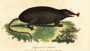 Sterneusmol, Condylura cristata, 1800 (gravure)