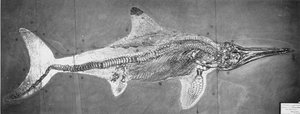 Stenopterygius megacephalus (de Oxford Ichthyosaurus) gevonden nabij Stuttgart, Duitsland, Boven Lias Periode door Unbekannt