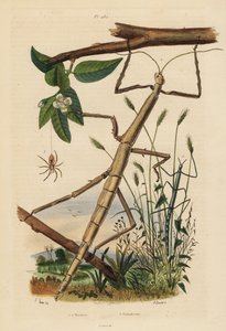 Wandelende takken of phasmiden, Carausius morosus en Clonopsis gallica, en zwervende krabspin, Philodromus aureolus