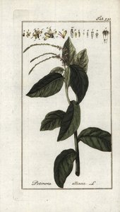 Stinkende verbena of knoflookliana (Petiveria alliacea). Lithografie uit “Afbeelding der Artseny-Gewassen” door Johannes Zorn (1739-1799), Nederland door Unbekannter Künstler