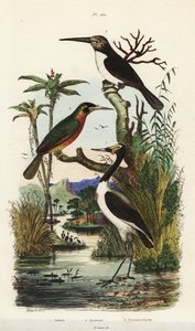 Ooievaar, Jabiru mycteria, roeststaartjacamar, Galbula ruficauda en drieteenjacamar, Jacamaralcyon tridactyla door Unbekannt