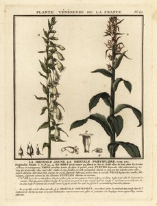 Gele vingerhoedskruid, Digitalis lutea