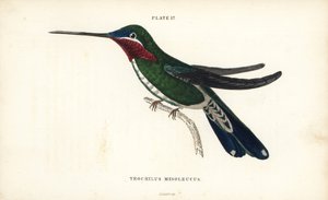 Gestreepte starthroat, Heliomaster squamosus (Witgestreepte kolibrie, Trochilus mesoleucus) - William Jardine