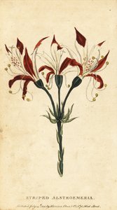 Gestreepte alstroemeria, Alstroemeria ligtu, 1800 (gravure) door Unbekannter Künstler