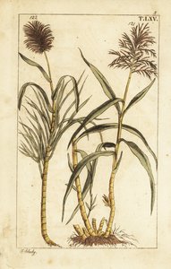 Suikerriet, Saccharum officinarum door Unbekannter Künstler