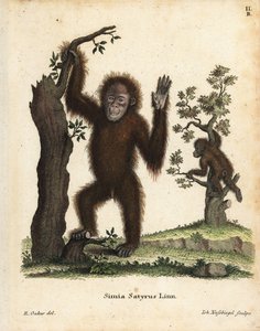 Sumatraanse orang-oetan, Pongo abelii. Kritiek bedreigd. Handgekleurde kopergravure naar een illustratie door R. Oakes uit Johann Christian Daniel Schreber