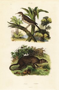 Honingzuiger en stokstaartje, 1834-1839 door Unbekannter Künstler