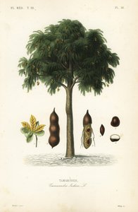 Tamarindeboom, Tamarindus indica