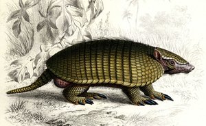Tatou Encoubrt (Dasypus sexeinetus), edentate zoogdieren. In "Dictionnaire universel d