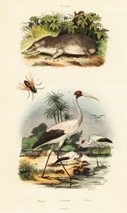Tenrek, ooievaar en paardenvlieg, 1834-1839 (gravure)