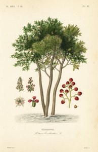 Terebint of terpentijnboom, Pistacia terebinthus