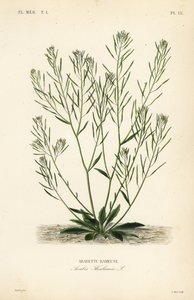 Zandraket, muuroor of arabidopsis, Arabidopsis thaliana, Arabis thaliana, Arabette rameuse door Unbekannt