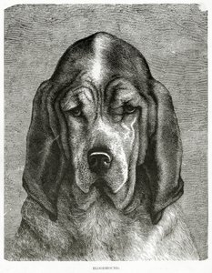 De Bloedhond. 1902