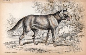 De Chenu Vos of Vos van Brazilië, Lycalopex vetulus - Lithografie door Kolonel Charles Hamilton Smith ter illustratie van Naturalist