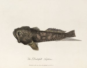 De Twijfelachtige Lophius