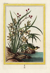 De Elleborin van China. Helleborine orchidee, Cephalanthera longifolia. Handgekleurde ets uit Pierre Joseph Buchoz 