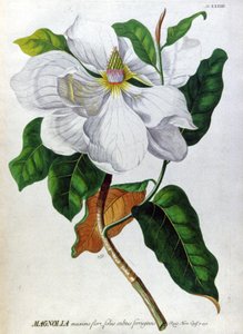 De Magnolia