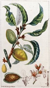 De amandelboom door Unbekannter Künstler