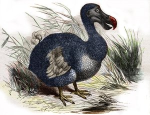 De dodo