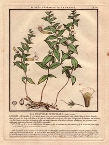 De gratiole officinale (Gratiola officinalis). Giftige plant, beschrijving van plant, stengel, bladeren, bloemen en wortels. Details van kelk, stamper en capsule. Eau forte en couleurs 18e eeuw, in Herbier de la France (1780-1793)