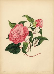 De mirtebladige Camellia of Japanse Roos, Schoonheid is je enige aantrekkingskracht; De Perzische Cyclamen, Schuchterheid door Unbekannt