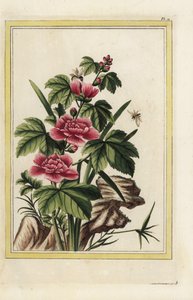 De paarse boom heeft vleesbloemen. Rozenkaasjeskruid, Hibiscus syriacus. Handgekleurde ets uit Pierre Joseph Buchoz 