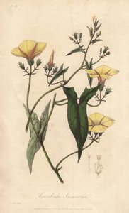 De scammonée (Convolvulus scammonia) - Sterk water door William Clarke ter illustratie van 