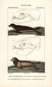 De zee beer of noordelijke pelsrob en de zeeleeuw - Gravure door Jean Gabriel Pretre, gegraveerd door Carnonkel, voor het woordenboek van natuurwetenschappen: zoogdieren door Frederic Cuvier, bewerkt door Pierre Jean Francois Turpin