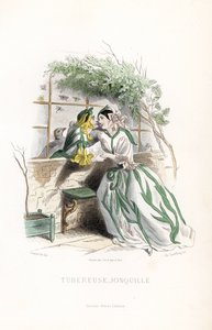 De knolfee en een elf narcis worden het hof gemaakt op een tuinbank, naast een muur - Ets door Charles Geoffroy (1819-1882), gebaseerd op een illustratie door Jean Ignace Isidore Gerard alias J.J.Granville (1803-1847), voor Les fleurs animees door Unbekannter Künstler