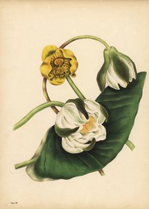 De witte waterlelie, Nymphaea odorata, en gele waterlelie, Nuphar lutea, Stilte door Unbekannt