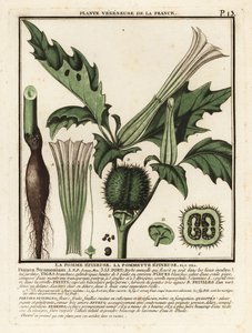 Doornappel, Datura stramonium