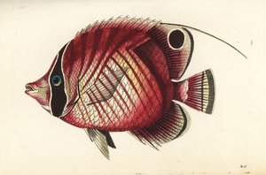 Draadvin vlindervis, Chaetodon auriga. Illustratie getekend en gegraveerd door Richard Polydore Nodder. Handgekleurde kopergravure uit George Shaw en Frederick Nodder