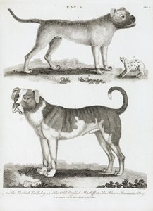 Drie soorten honden