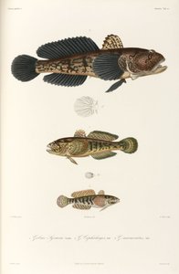 Drie soorten grondels, Zwarte Zee