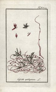 Tijm cuscute of kleine bloem cuscute (Cuscuta epithymum). Lithografie uit “Afbeelding der Artseny-Gewassen” door Johannes Zorn (1739-1799), Nederland